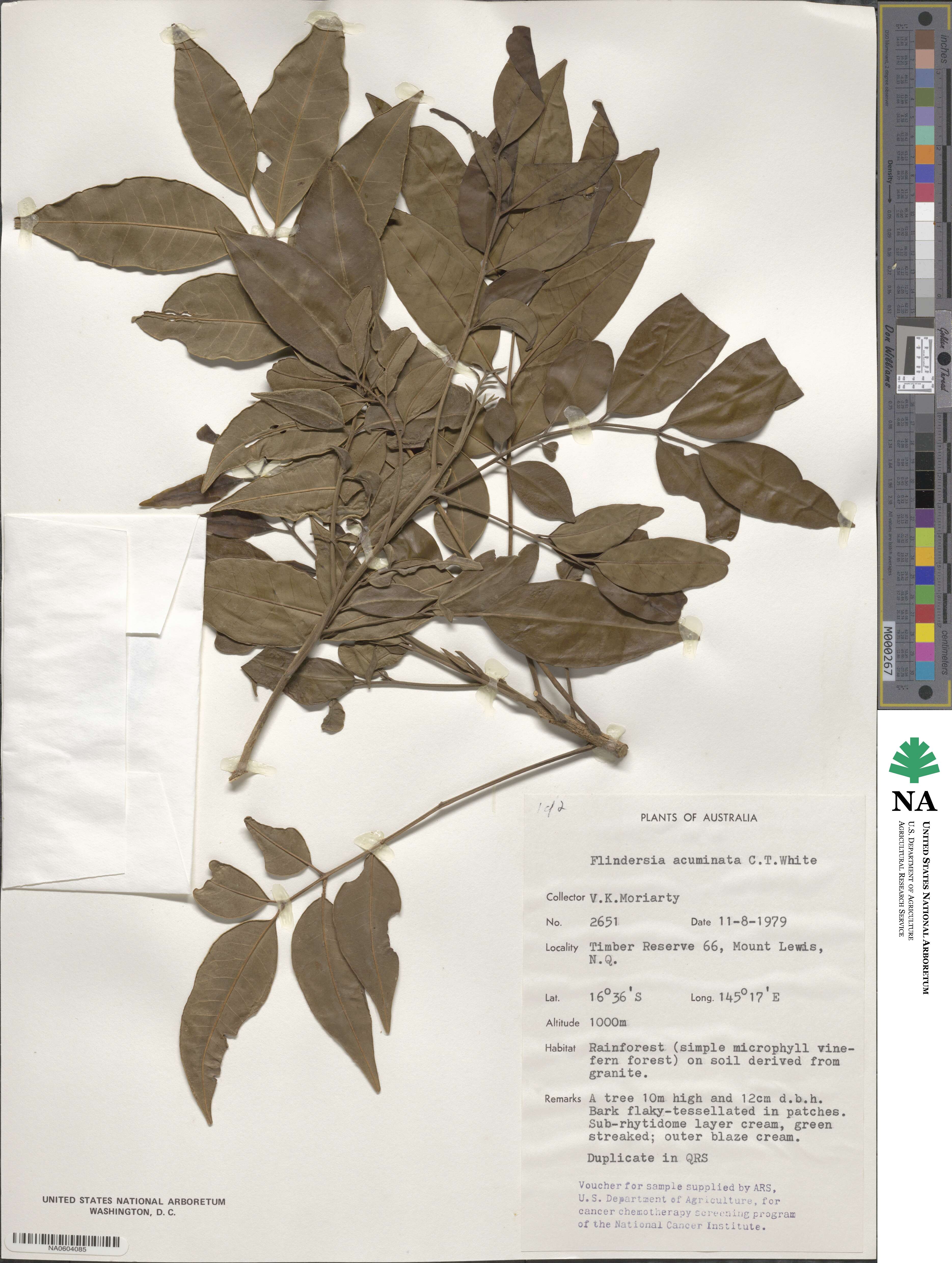 Flindersia acuminata image