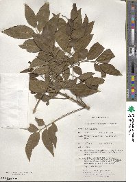 Flindersia acuminata image