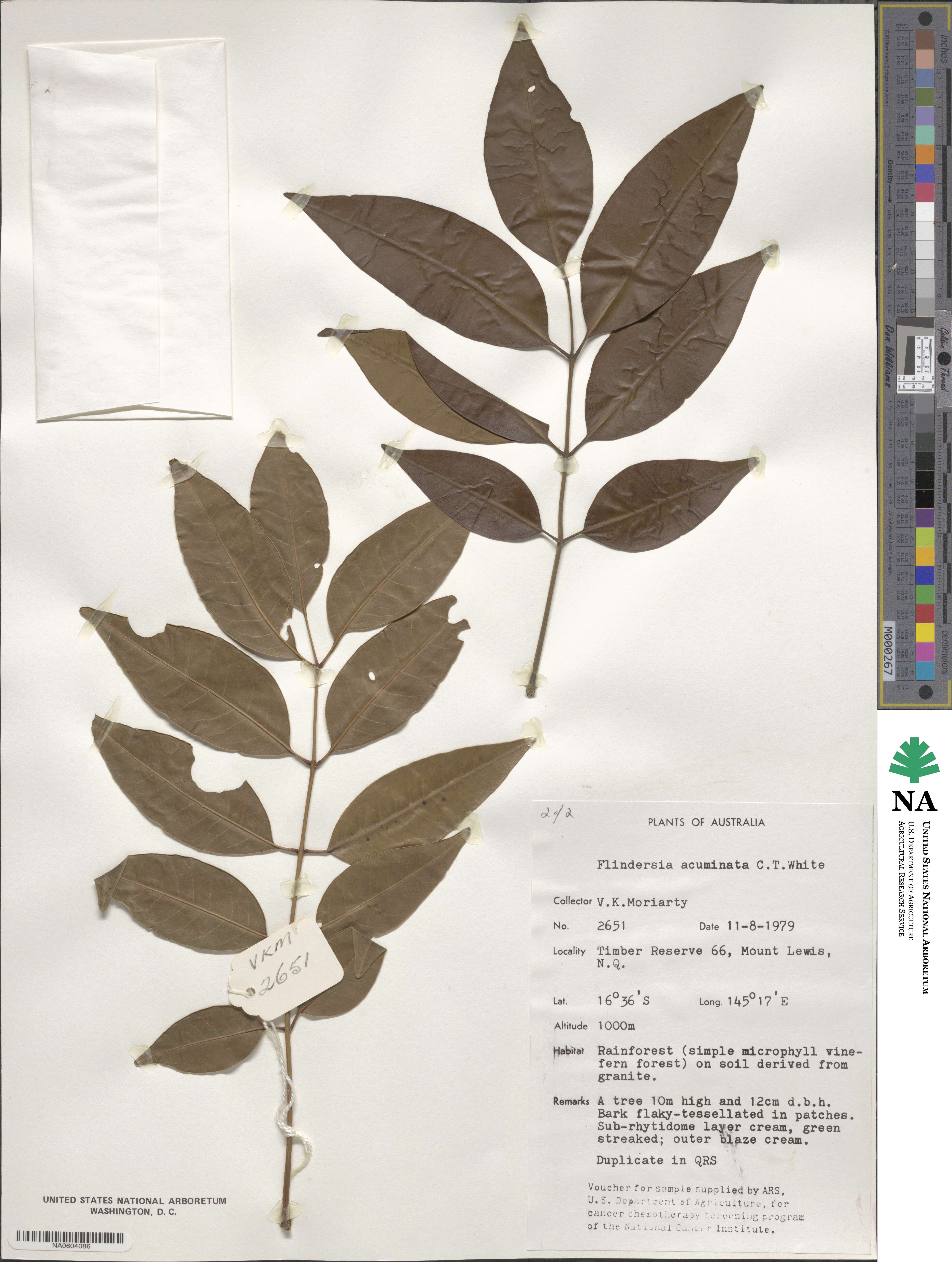 Flindersia acuminata image