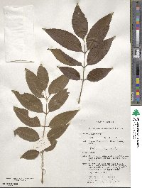 Flindersia acuminata image