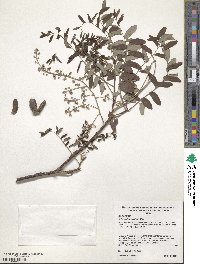 Image of Chloroxylon swietenia