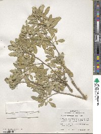 Helietta parvifolia image