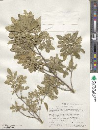 Helietta parvifolia image