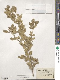 Helietta parvifolia image