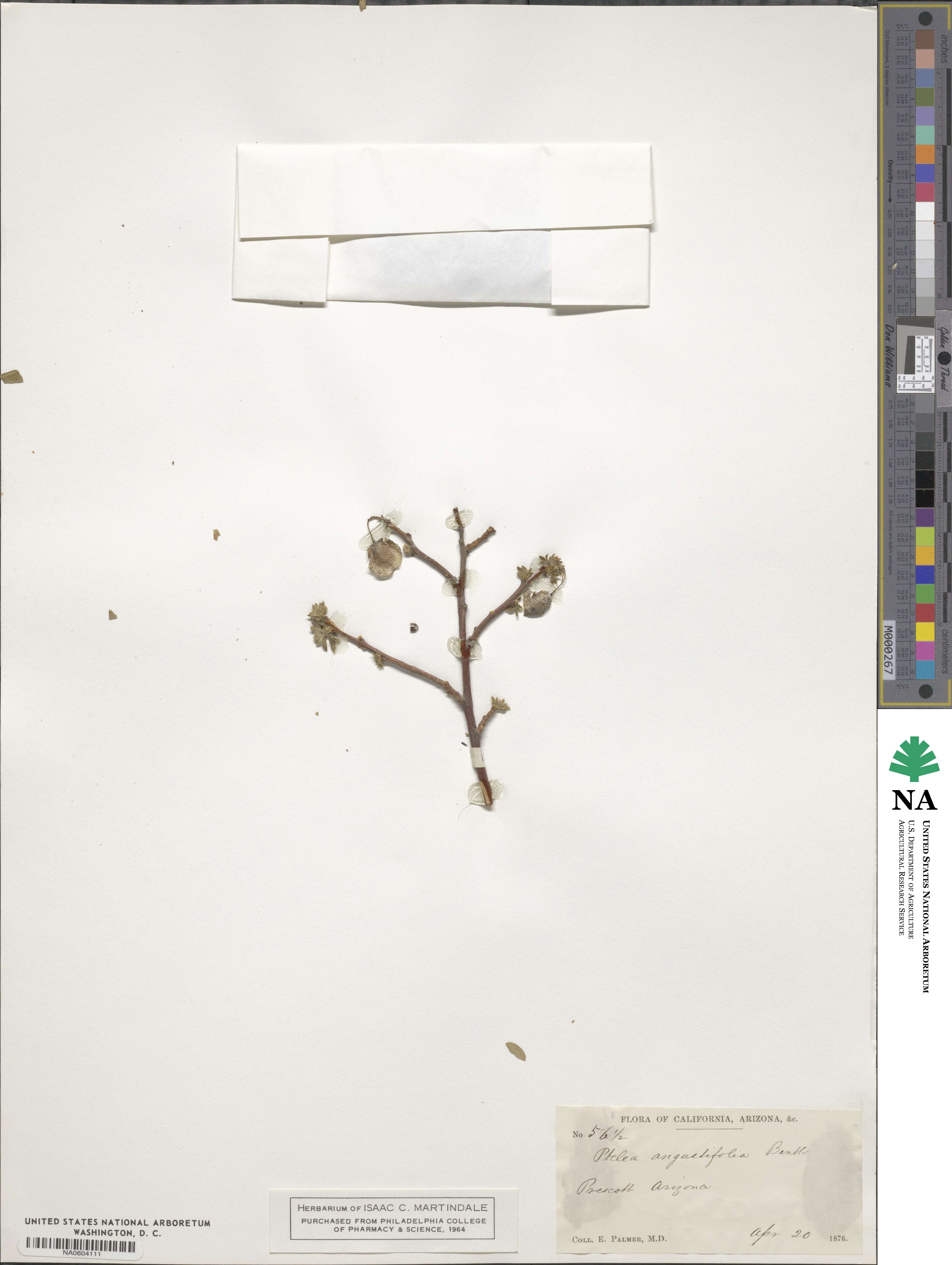 Ptelea trifoliata subsp. angustifolia image