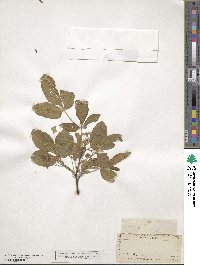 Ptelea trifoliata subsp. angustifolia image