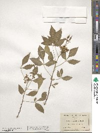 Ptelea trifoliata image