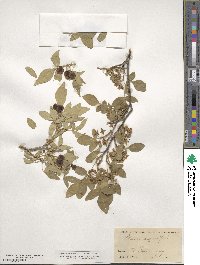 Ptelea trifoliata image