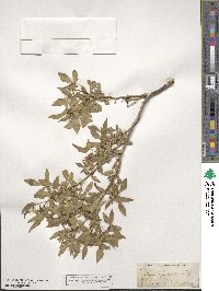 Ptelea trifoliata image