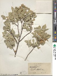 Ptelea trifoliata subsp. angustifolia image