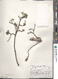 Ptelea trifoliata subsp. angustifolia image