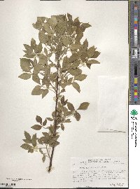 Ptelea trifoliata image