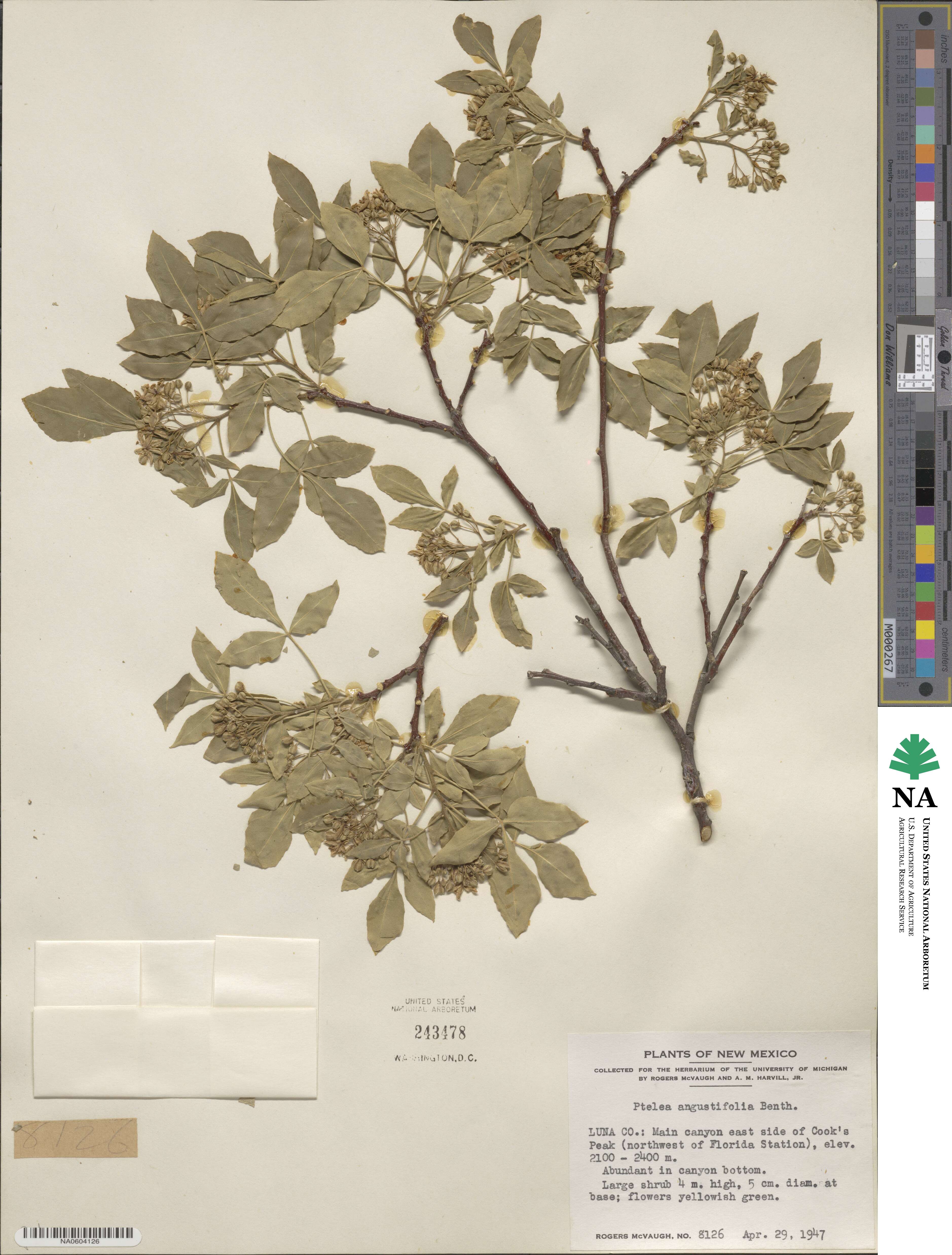 Ptelea trifoliata subsp. angustifolia image