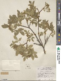 Ptelea trifoliata subsp. angustifolia image