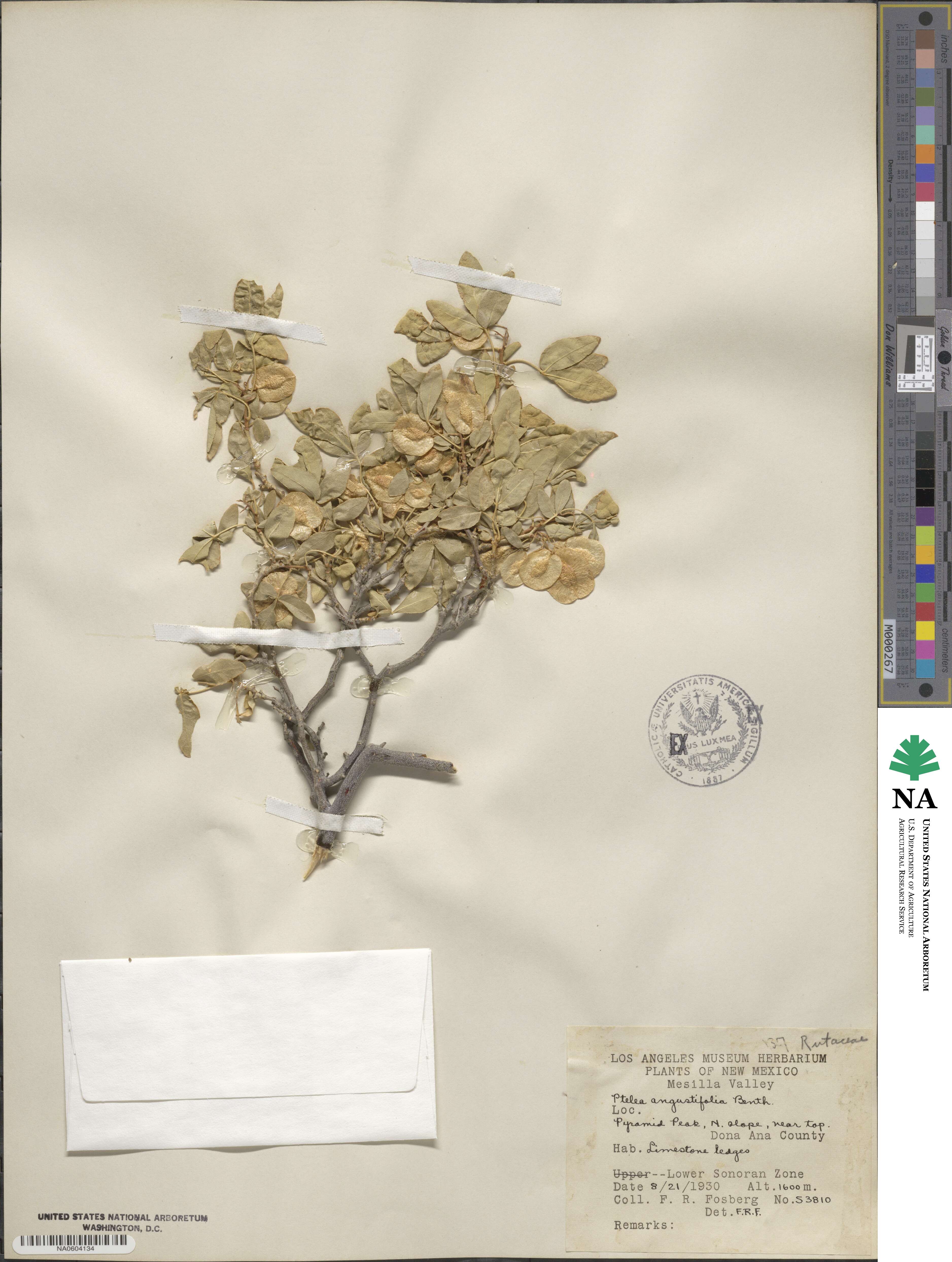 Ptelea trifoliata subsp. angustifolia image