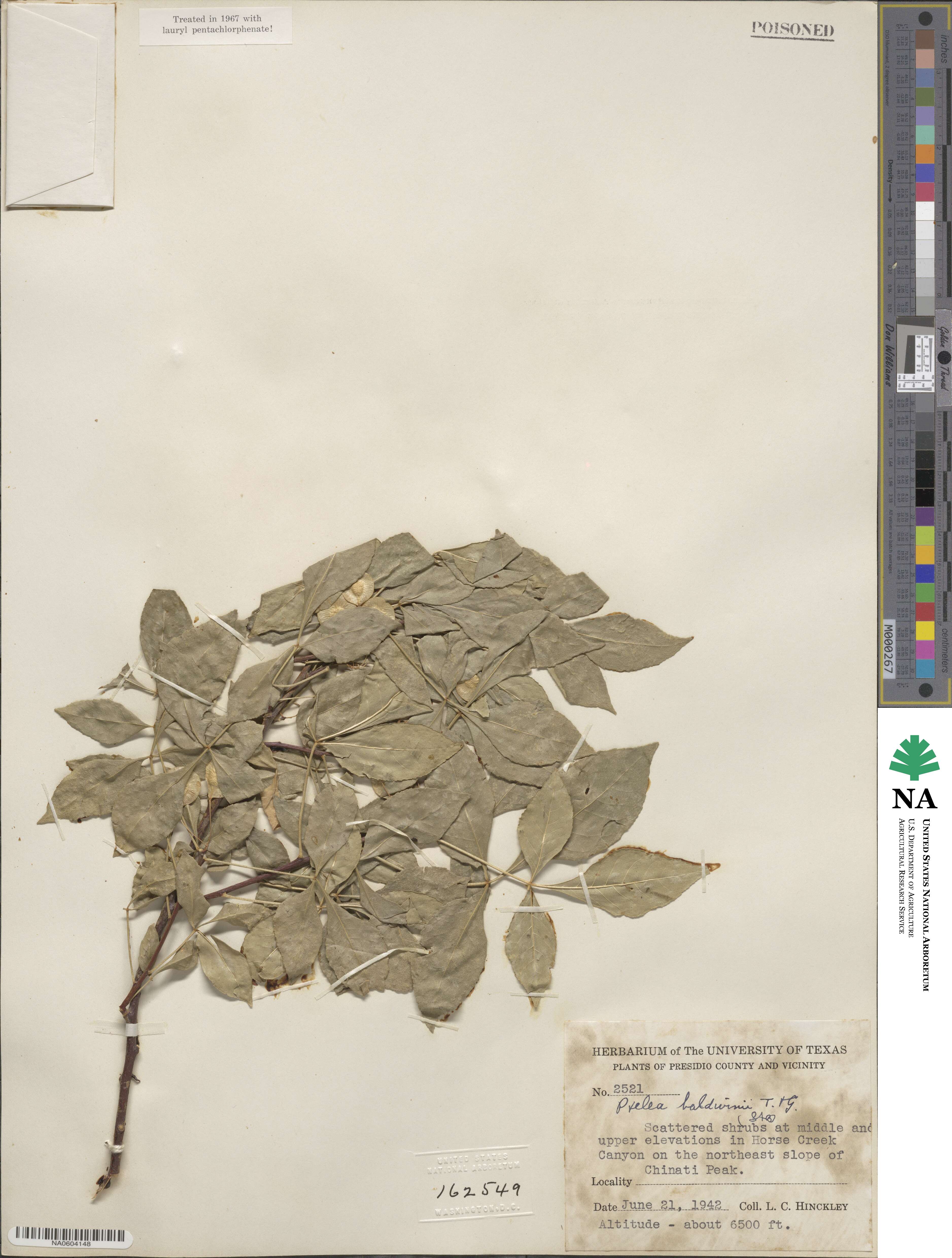 Ptelea baldwinii image