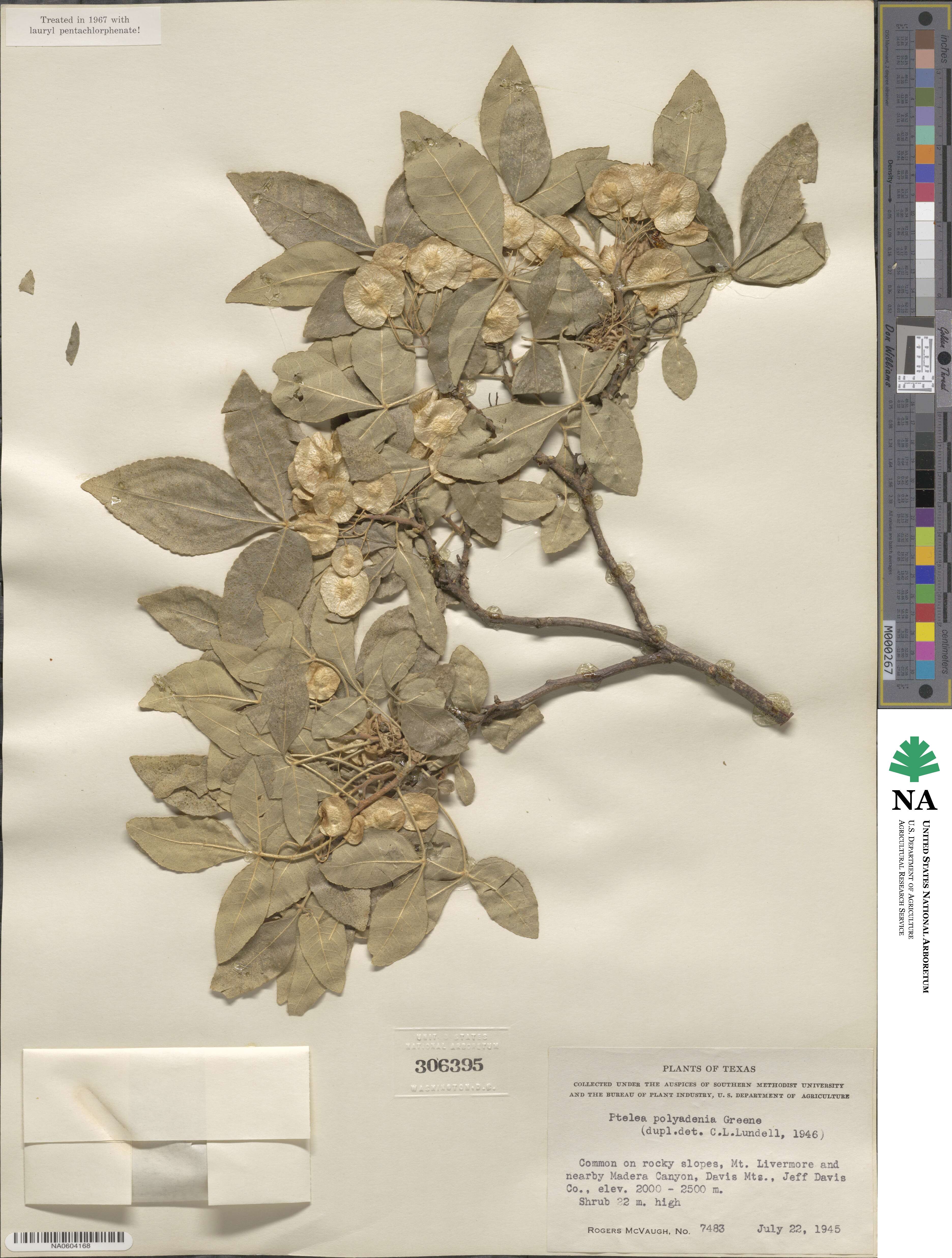 Ptelea trifoliata subsp. polyadenia image