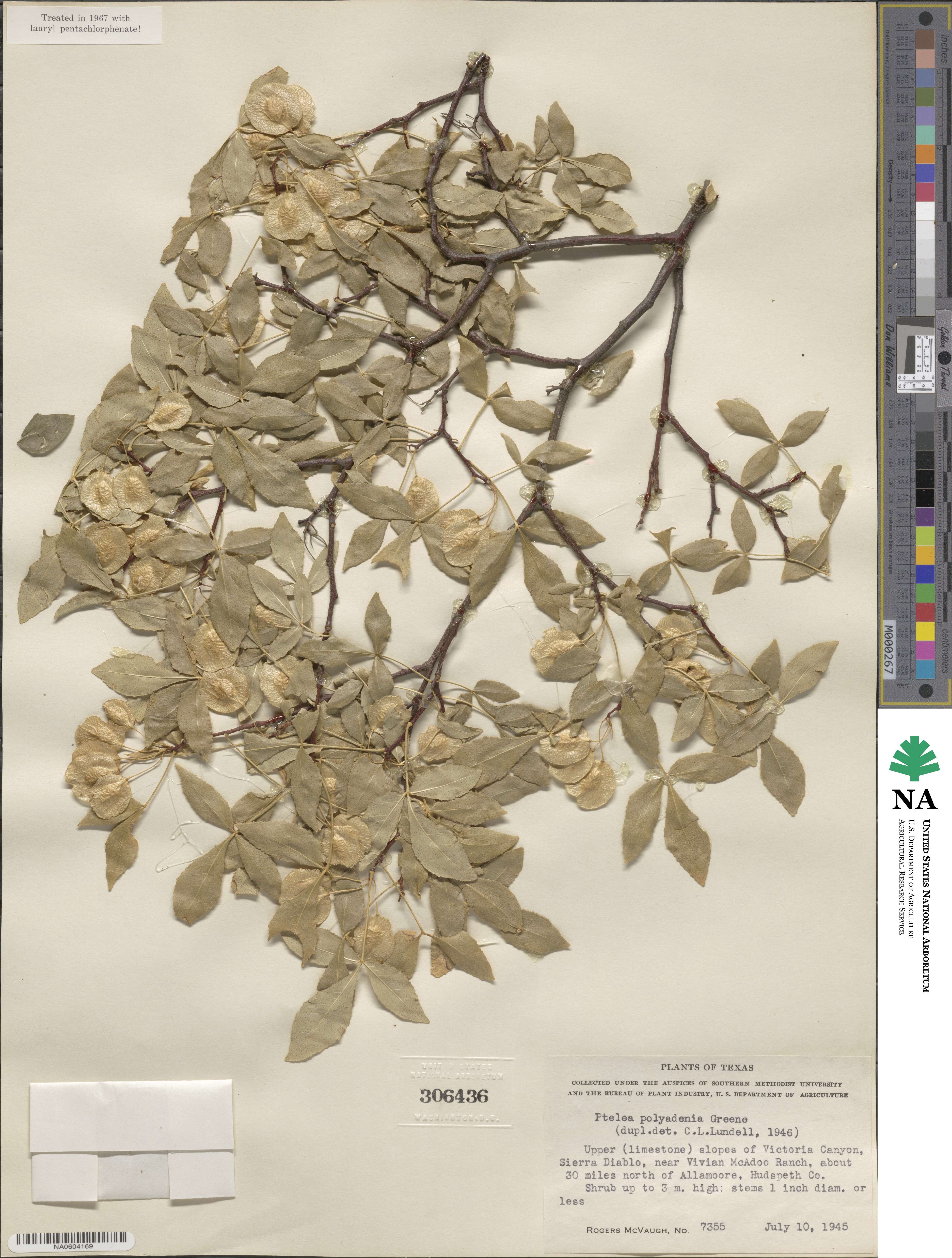 Ptelea trifoliata subsp. polyadenia image