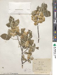 Ptelea trifoliata var. mollis image