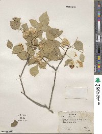 Ptelea trifoliata var. mollis image