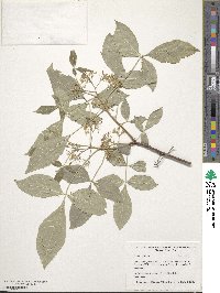 Ptelea trifoliata image