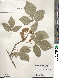 Ptelea trifoliata image