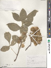 Ptelea trifoliata image