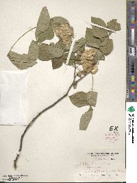 Ptelea trifoliata image