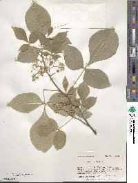 Ptelea trifoliata image