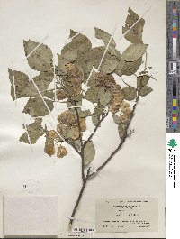 Ptelea trifoliata image