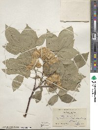 Ptelea trifoliata image