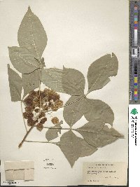 Ptelea trifoliata image