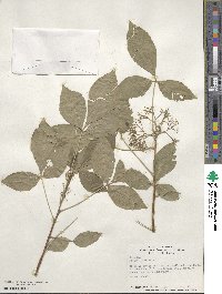 Ptelea trifoliata image