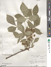 Ptelea trifoliata image