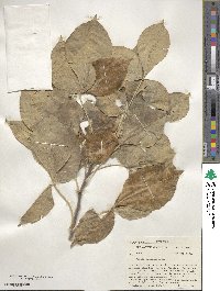 Ptelea trifoliata image