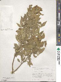 Ptelea trifoliata image