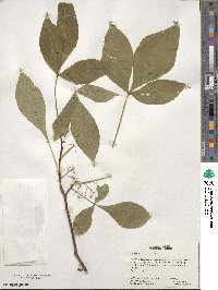 Ptelea trifoliata image