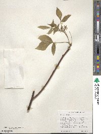 Ptelea trifoliata image