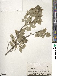 Ptelea trifoliata image