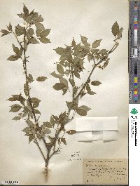 Ptelea trifoliata image