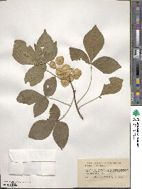 Ptelea trifoliata image