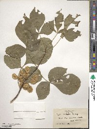 Ptelea trifoliata image