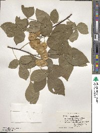 Ptelea trifoliata image