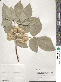 Ptelea trifoliata image