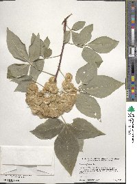 Ptelea trifoliata image