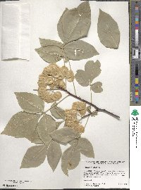 Ptelea trifoliata image