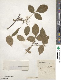 Ptelea trifoliata image