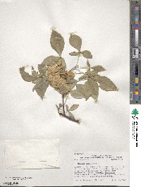 Ptelea trifoliata image