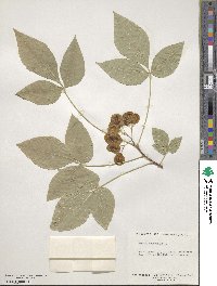 Ptelea trifoliata image