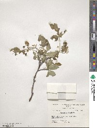 Ptelea trifoliata image